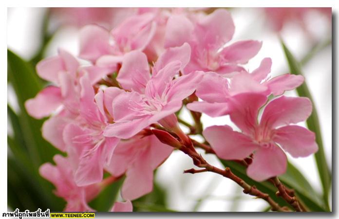 ดอกยี่โถ (Sweet Oleander) สวยเหลือเชื่อ