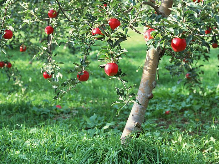 พาไปดูสวนแอปเปิ้ลค่ะ ‧:﹎｡‧::‧ (^∇^) 