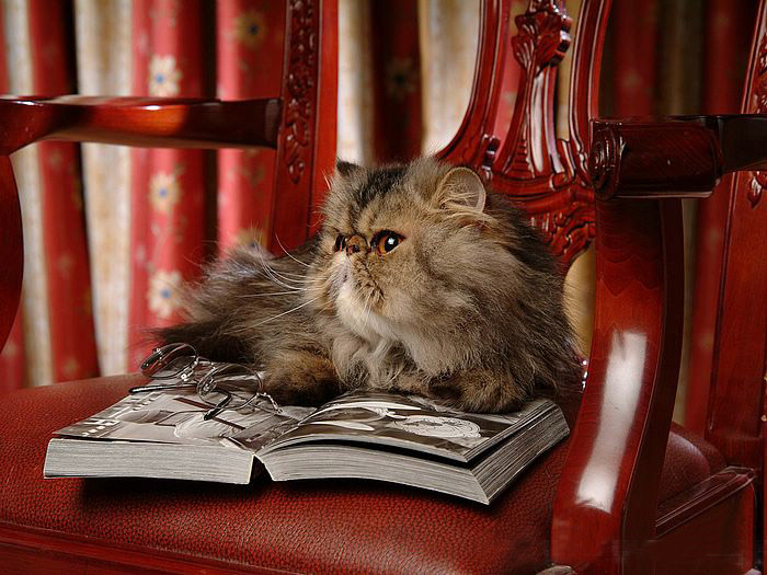 Persian Cat  ‧:﹎｡‧::‧ (^∇^) 3