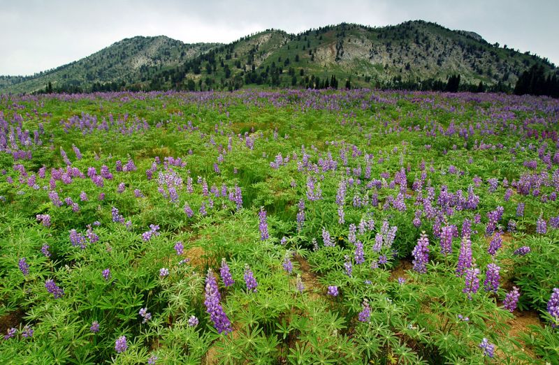 ธรรมชาติสวยๆ จาก Oregon