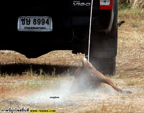 ประจานด้วยภาพ! ทารุณหมา ผูกเชือกลากวิ่งตามรถ จนขาดใจตาย