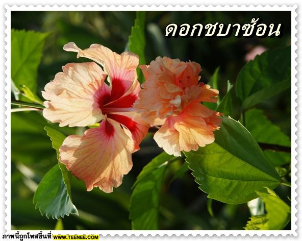 ♥ ดอกไม้ไทย รู้จักดอกไหนกันบ้าง (1) ♥