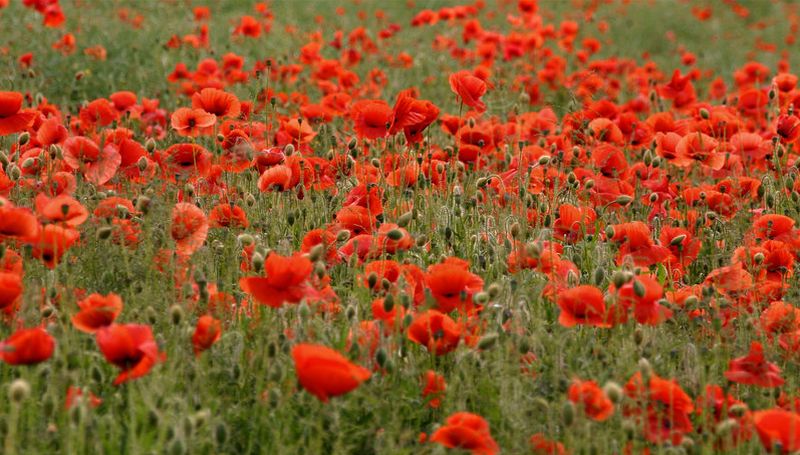 ~Red Fields~