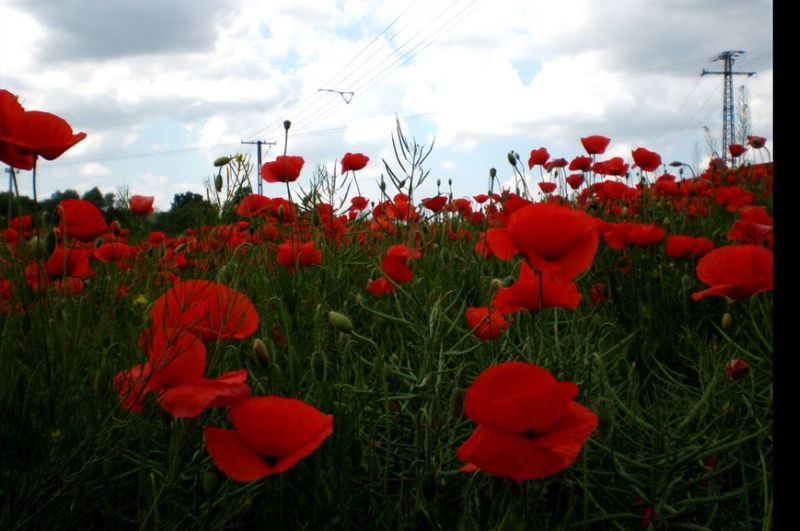 ~Red Fields~