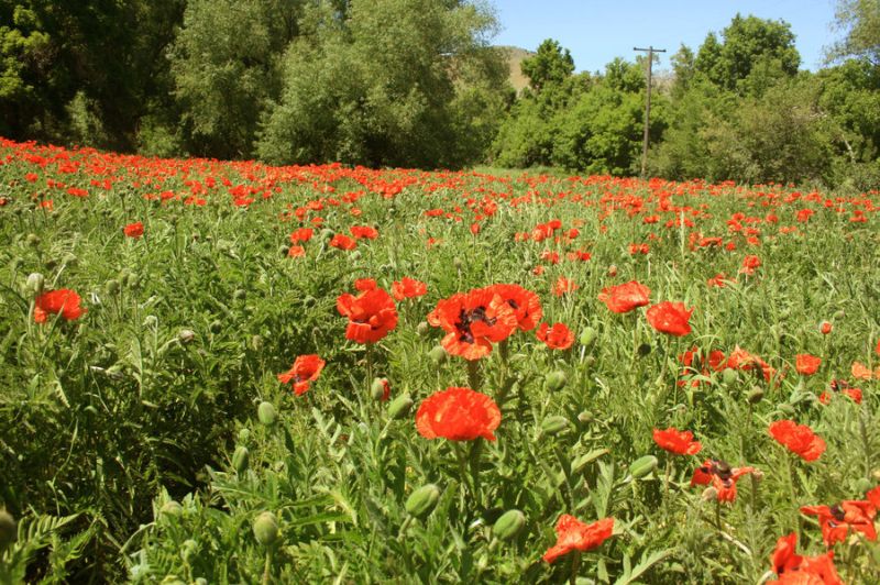 ~Red Fields~