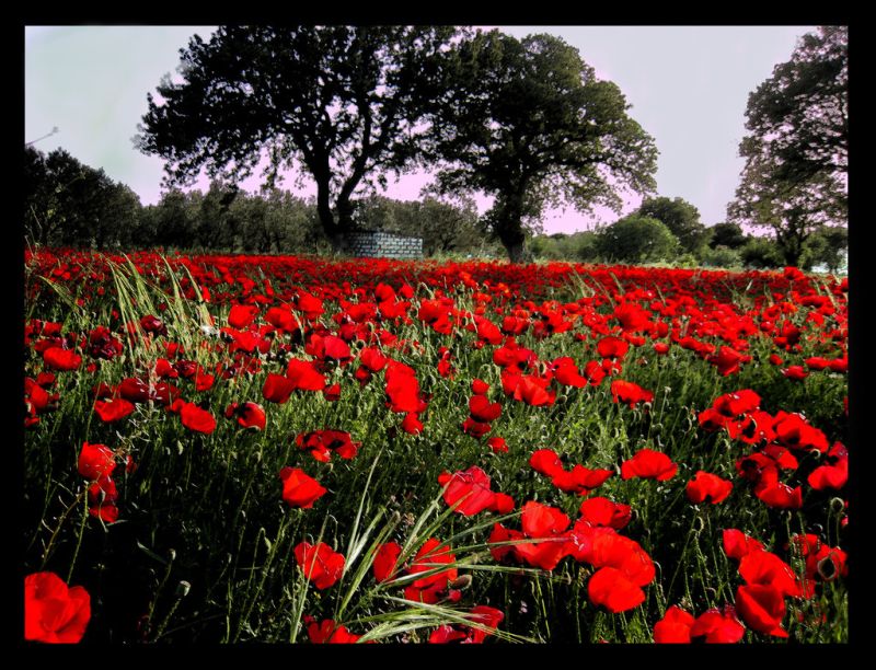 ~Red Fields~