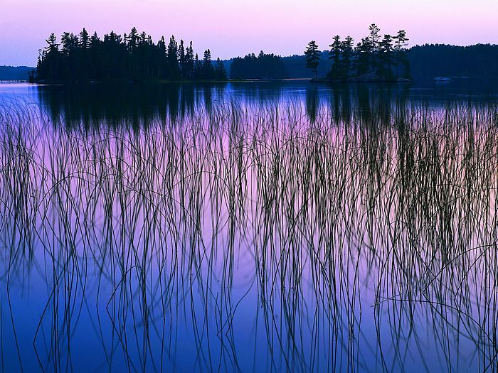 Lakeshore Grasses at Dawn Canada