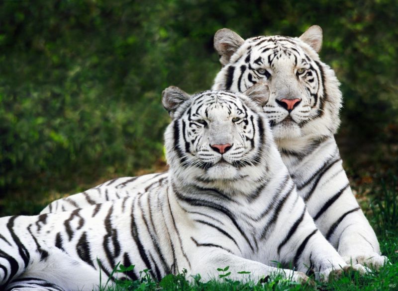 White Bengal Tigers