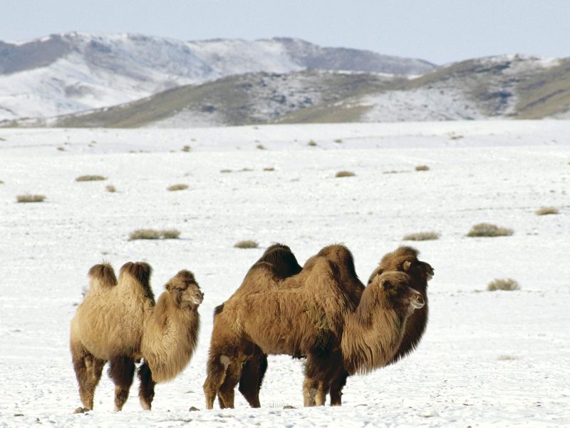 Camel in Mongolia