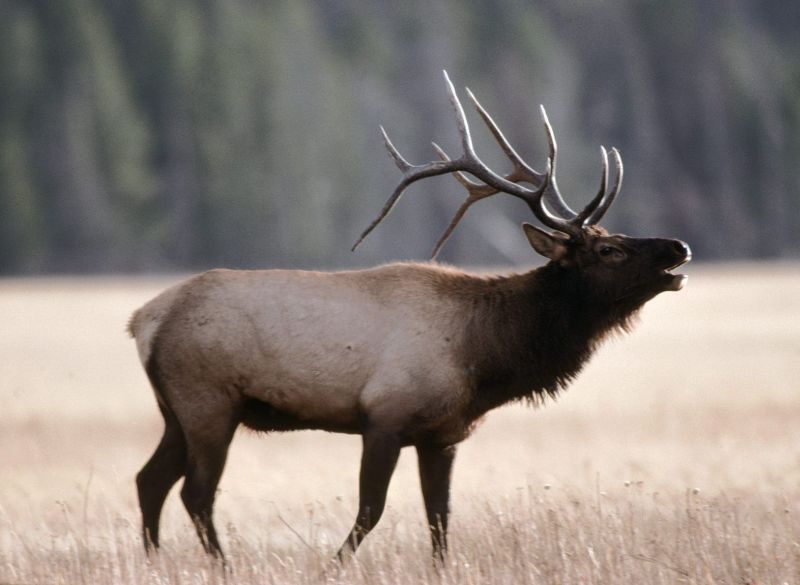 Bull Elk at Yellowstone NP