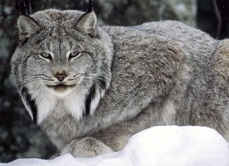 Lynx in Canada
