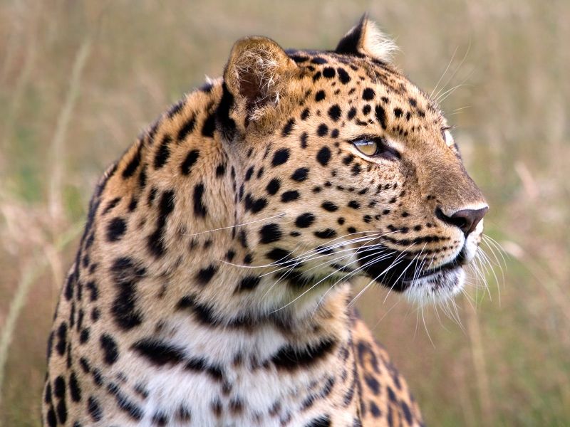 Male Amur Leopard in UK