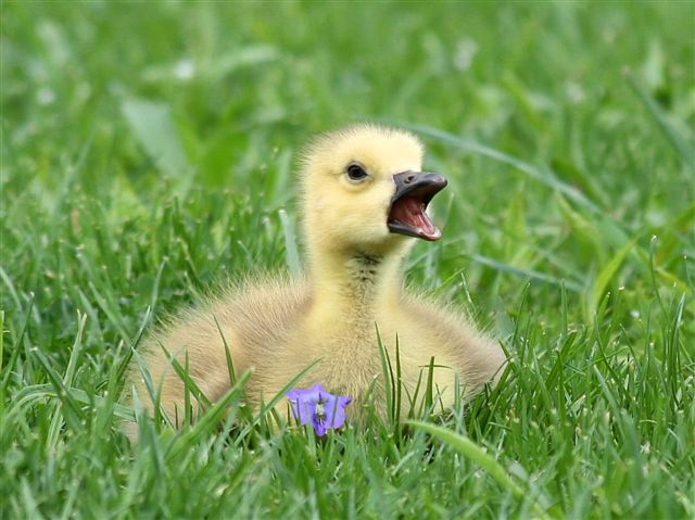 Little Duckling .•°•.ღ 