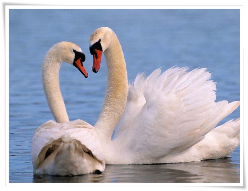 Swan .•°•.ღ