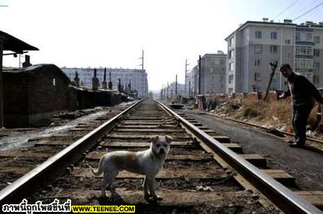 THE DOG LIFE IN CHINA ชีวิตที่เลือกเกิดไม่ได้ในจีน✿