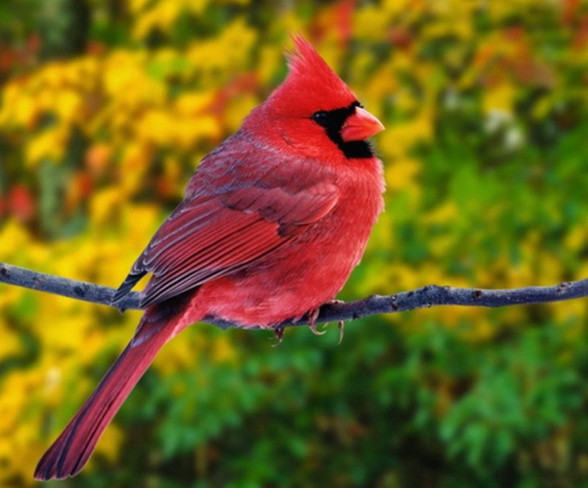 *Beautiful  Birds*