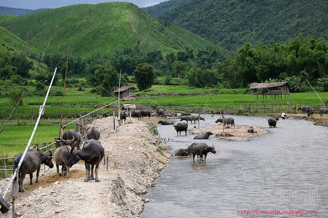 ควาย ชัด ชัด..~~