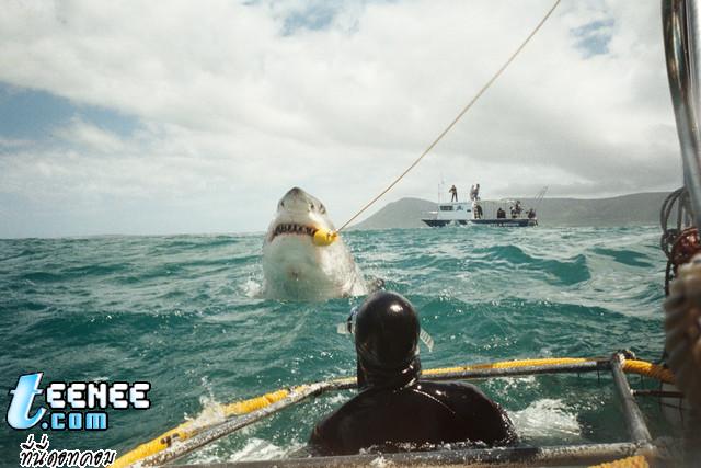 ฉลามน่ากลัว