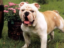 bulldogs .:* *.:｡ (^_-)-☆