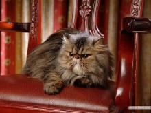 Persian Cat  ‧:﹎｡‧::‧ (^∇^) 3