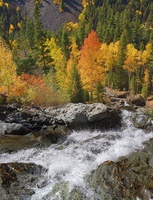 ใบไม้เปลี่ยนสีที่ Colorado