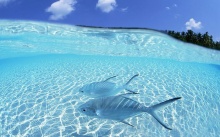 The sea be transparent (Very Beautiful)