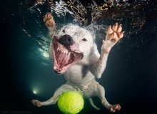 เมื่อน้องหมาพยายามงับลูกบอลในน้ำ…ภาพฮาๆ จึงบังเกิด