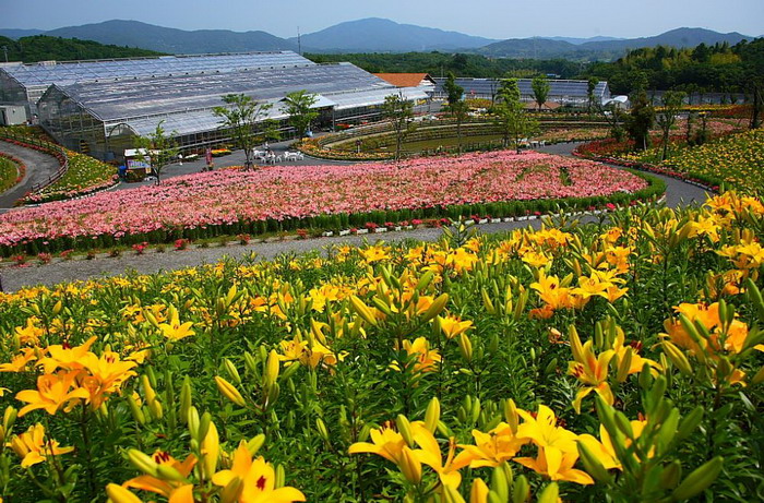 LILLY FLOWERS