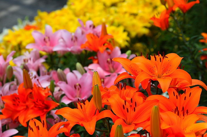 LILLY FLOWERS