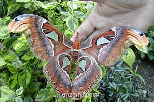Largest Moth