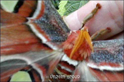 Largest Moth