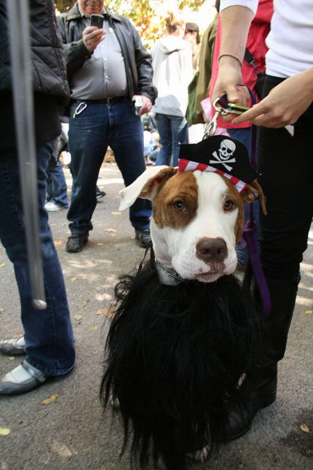 Creative Halloween dog costumes (1)