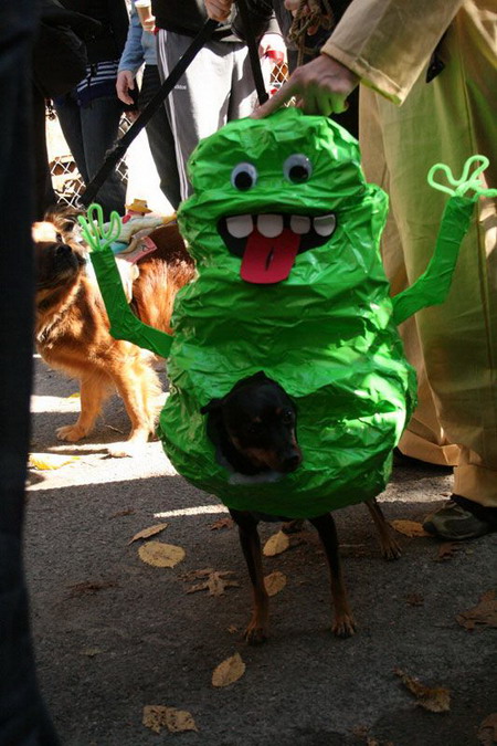 Creative Halloween dog costumes (1)