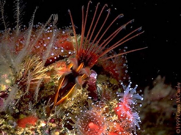 ภาพปะการัง ปลาสวยๆ จากใต้ท้องทะเล