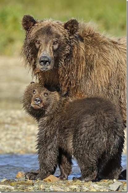 ภาพถ่ายครอบครัวหมีกริซลี