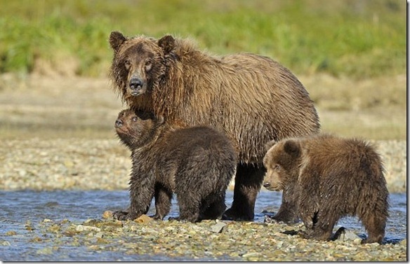 ภาพถ่ายครอบครัวหมีกริซลี