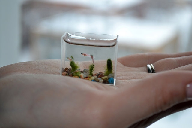 ตู้ปลาที่เล็กที่สุดในโลก ฝีมือศิลปินชาวรัสเซีย