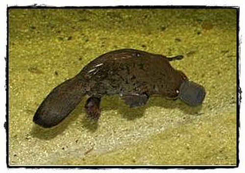 ตุ่นปากเป็ด (Duck-Billed Platypus)