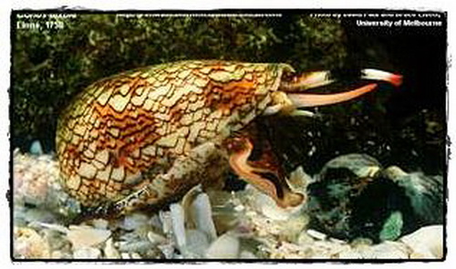 หอยสังข์ (Cone Snail)