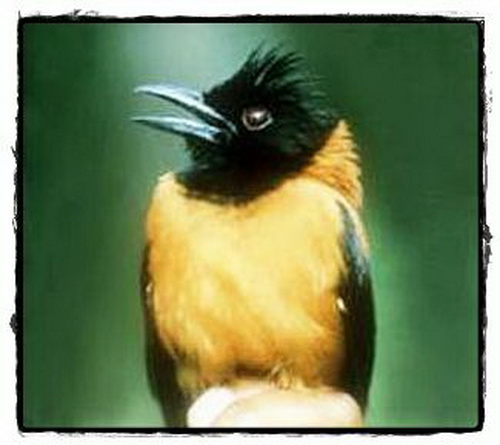 นกพีโทวี่หัวดำ (Hooded Pitohui)