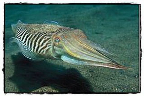หมึกกระดอง (Cuttlefish)