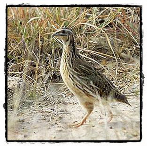 นกคุ่มยุโรป (Eurasian Common Quail)