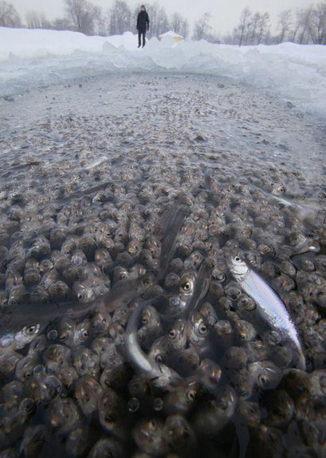 ฝูงปลาแย่งกันหายใจที่ผิวน้ำที่รัสเซีย