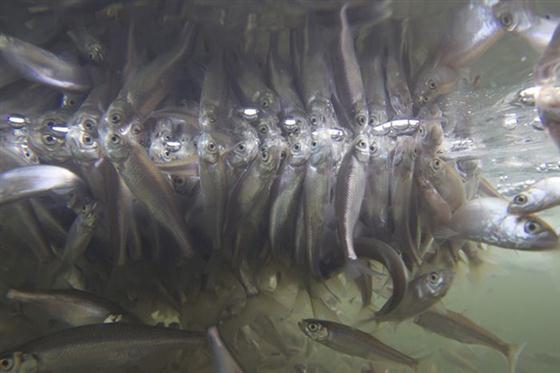 ฝูงปลาแย่งกันหายใจที่ผิวน้ำที่รัสเซีย