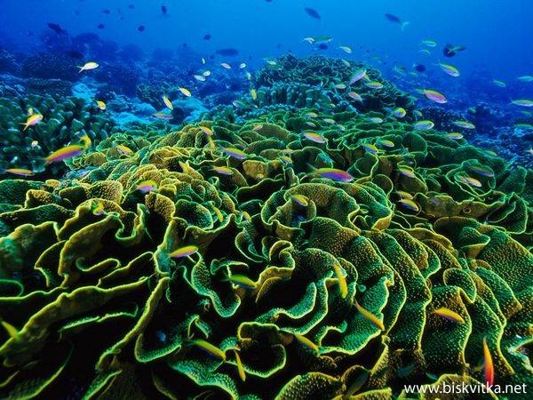 โลกของปะการัง