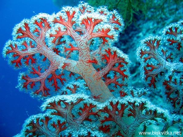 โลกของปะการัง
