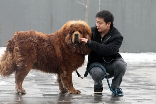 50 ล้าน! หมาที่มีราคาแพงที่สุดในโลก