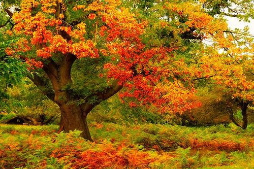 ภาพสวยด้วยสีสันแห่งธรรมชาติ