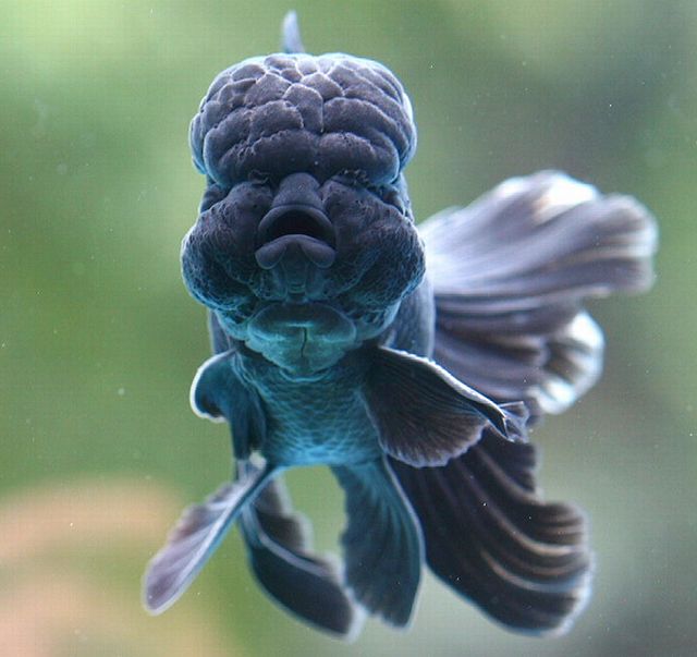 black lionfish