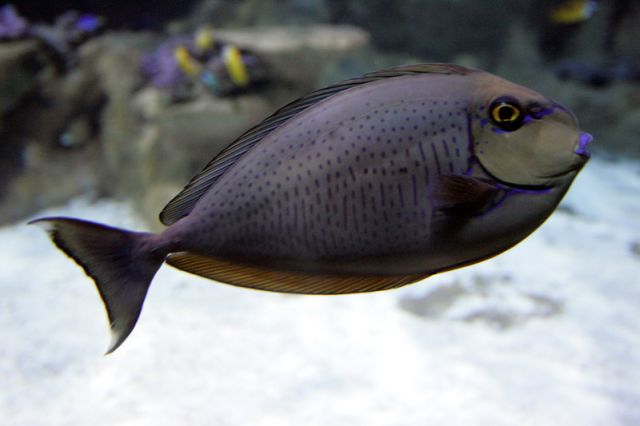 carbon fish